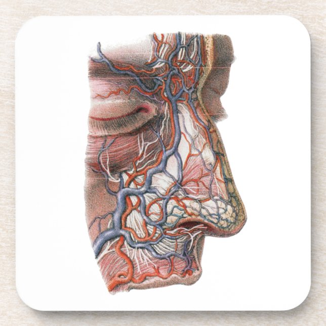 Vintage Science Human Anatomy, Face with Nose Coaster (Front)
