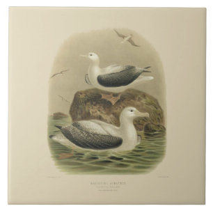Vintage Science NZ Birds - Wandering Albatrosses Tile