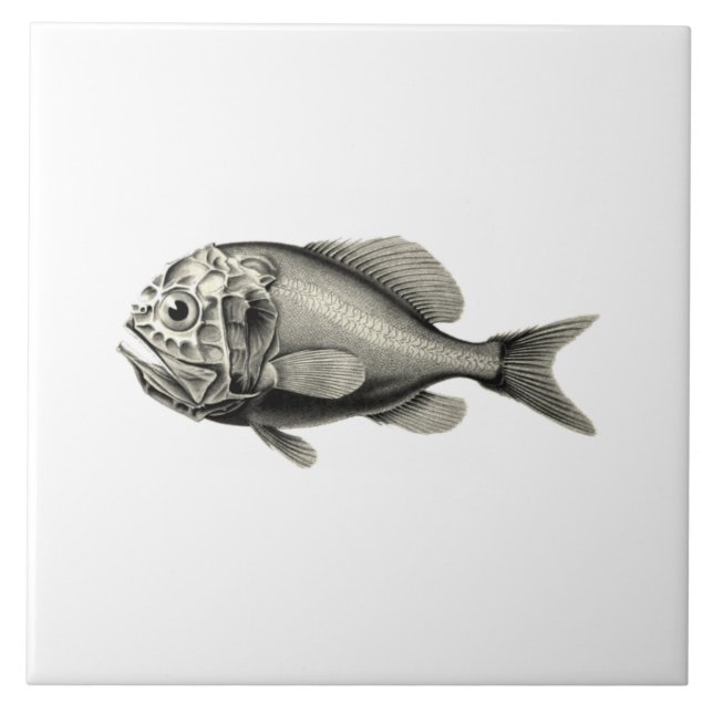 Vintage Science NZ Fish - Orange Roughy Tile (Front)