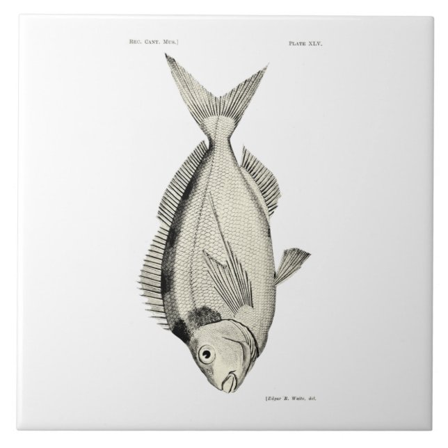 Vintage Science NZ Fish Tarakihi Tile (Front)