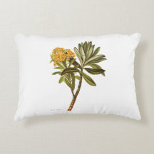 Vintage Science  NZ Flowers - Senecio huntii