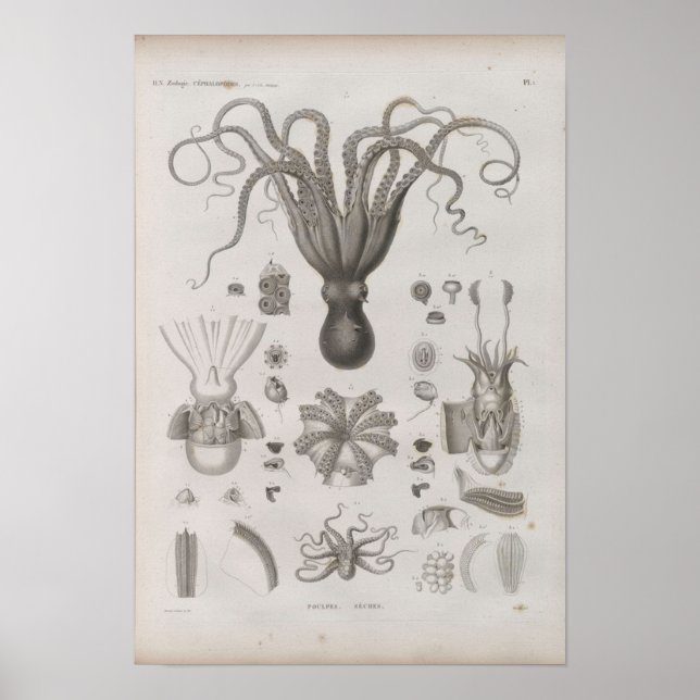 Vintage Scientific Cephalopod Illustrated Poster (Front)