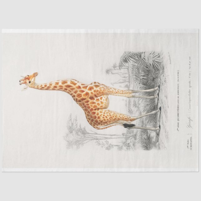 Vintage Scientific Drawing Giraffe Decoupage Tissue Paper (Front)