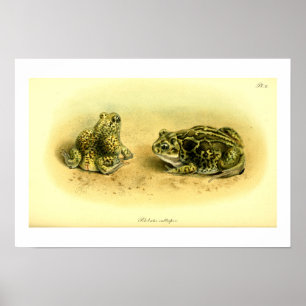 Vintage Scientific Illustration Spadefoot Toad Poster