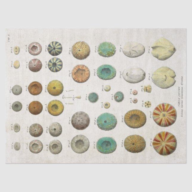 Vintage Scientific Marine Life Decoupage Tissue Paper (Front)