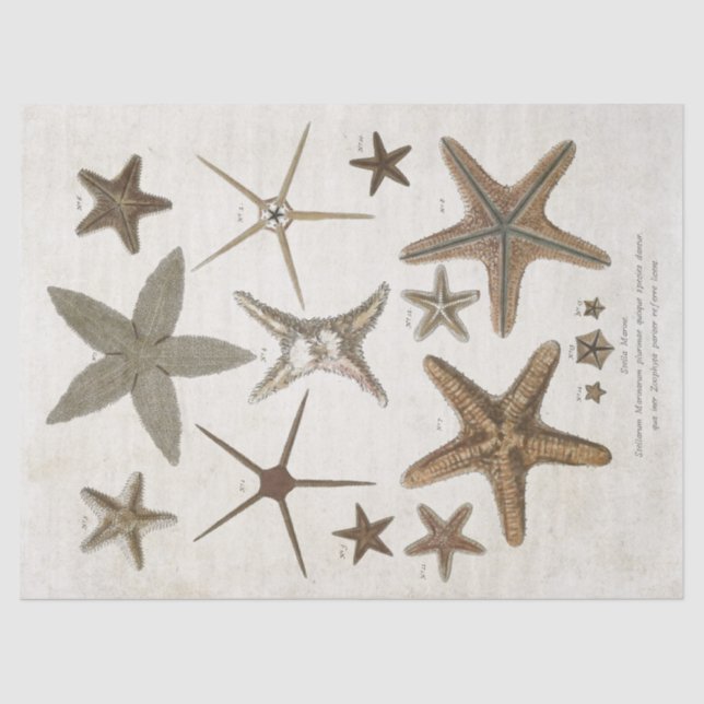 Vintage Scientific Starfish Decoupage Tissue Paper (Front)