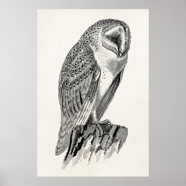 Vintage Screech Owl Bird Illustration Template Poster (Front)