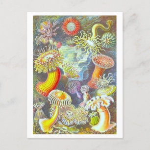 Vintage Sea Anemone Illustration Postcard