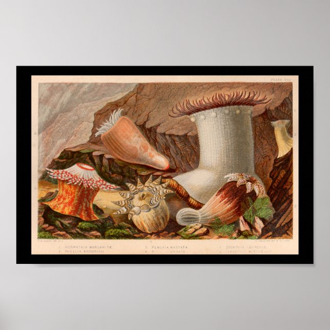 Vintage Sea Anemone Ocean Life Art Print (Front)
