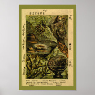 Vintage Sea Anemone Sea Creatures Art Print