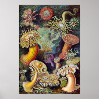 Vintage Sea Anemones, Actiniae by Ernst Haeckel Poster