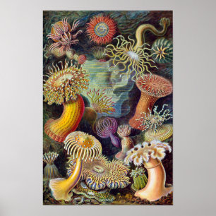 Vintage Sea Anemones, Actiniae by Ernst Haeckel Poster
