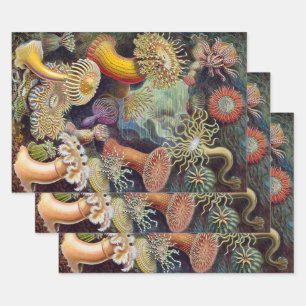 Vintage Sea Anemones, Actiniae by Ernst Haeckel Wrapping Paper Sheet