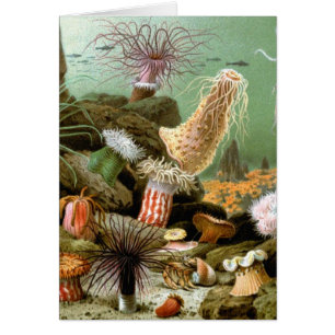 Vintage Sea Anemones, Marine Life Ocean Animals