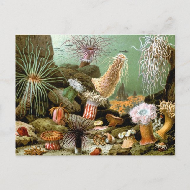 Vintage Sea Anemones, Marine Life Ocean Animals Postcard (Front)