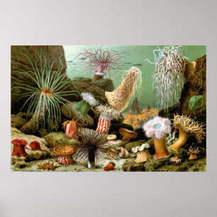 Vintage Sea Anemones, Marine Life Ocean Animals Poster
