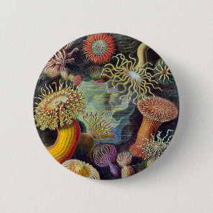 Vintage sea anemones scientific illustration 6 cm round badge