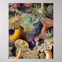 Vintage sea anemones scientific illustration