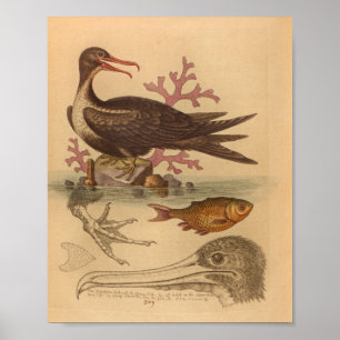 Vintage Sea Bird Coral Fish Print