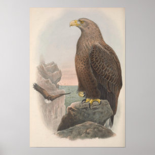 Vintage Sea Eagle Bird Poster