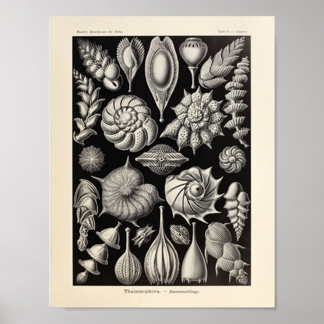 Vintage Sea Life Ernst Haeckel Art Print (Front)