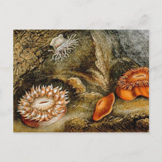 Vintage Sea Life Postcard