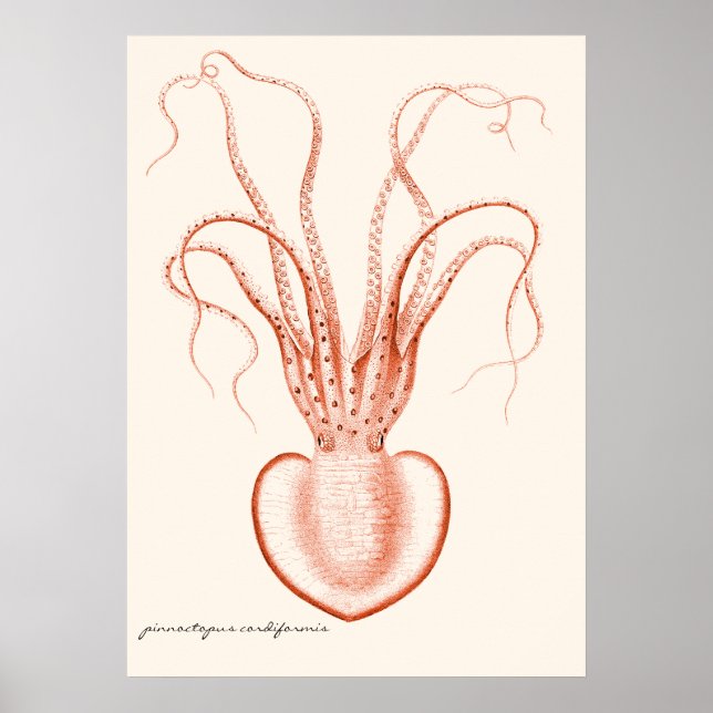 Vintage Sea Life Scientific Oceanography Octopus Poster (Front)