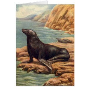 Vintage Sea Lion by the Seashore, Marine Mammals