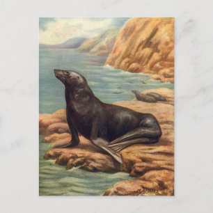 Vintage Sea Lion by the Seashore, Marine Mammals Postcard
