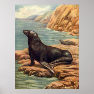 Vintage Sea Lion by the Seashore, Marine Mammals Poster