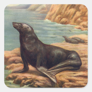 Vintage Sea Lion by the Seashore, Marine Mammals Square Sticker