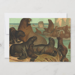 Vintage Sea Lions on the Beach, Marine Life Animal