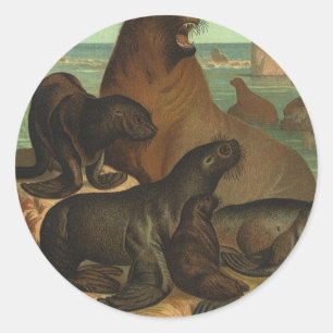 Vintage Sea Lions on the Beach, Marine Life Animal Classic Round Sticker