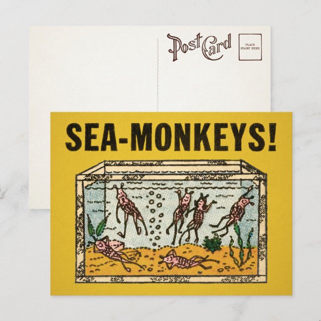 Vintage Sea Monkeys Postcard  (Front/Back)
