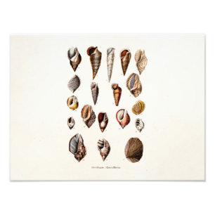 Vintage Sea Shells Personalised Retro Auger Shell Photo Print