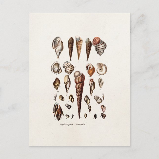 Vintage Sea Shells Personalised Retro Auger Shell Postcard (Front)