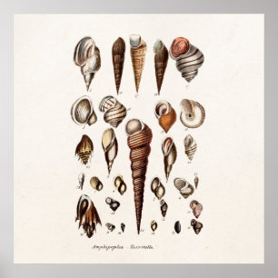 Vintage Sea Shells Personalised Retro Auger Shell Poster