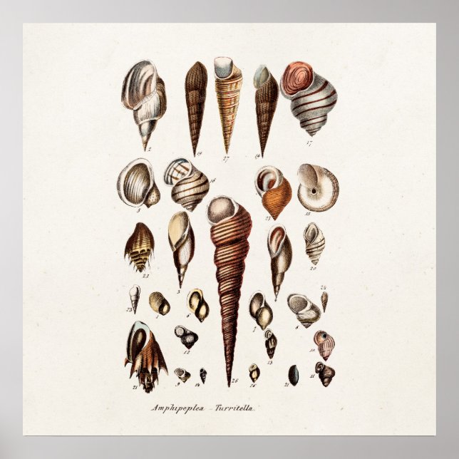 Vintage Sea Shells Personalised Retro Auger Shell Poster (Front)