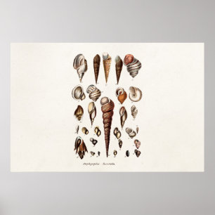 Vintage Sea Shells Personalised Retro Auger Shell Poster
