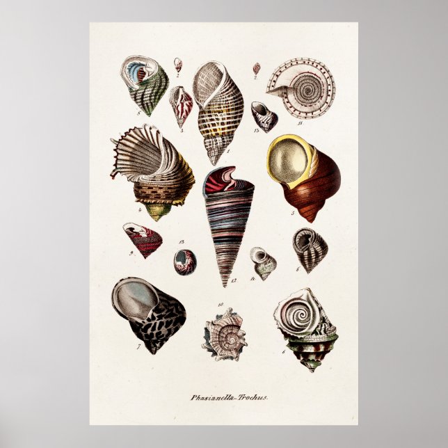 Vintage Sea Shells Personalised Retro Auger Shell Poster (Front)