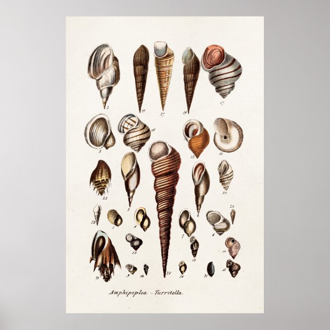 Vintage Sea Shells Personalised Retro Auger Shell Poster (Front)