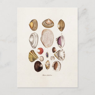 Vintage Sea Shells Personalised Retro Clam Shell Postcard