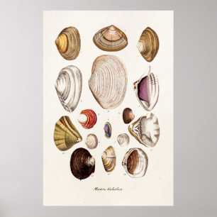 Vintage Sea Shells Personalised Retro Clam Shell Poster