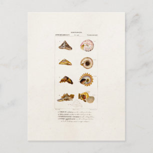 Vintage Sea Shells Personalised Retro Colour Shell Postcard