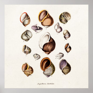 Vintage Sea Shells Personalised Retro Snail Shell Poster