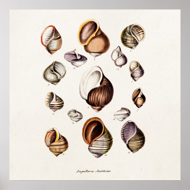 Vintage Sea Shells Personalised Retro Snail Shell Poster (Front)