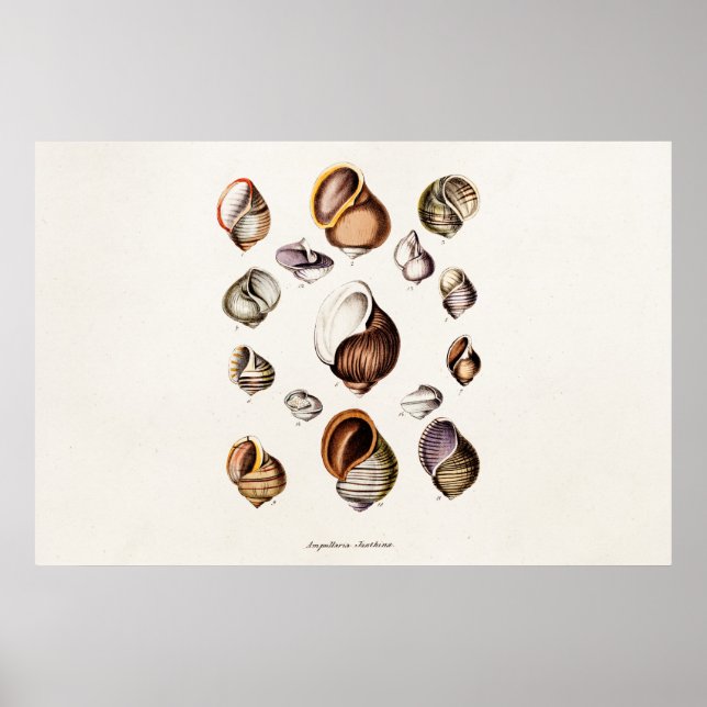 Vintage Sea Shells Personalised Retro Snail Shell Poster (Front)