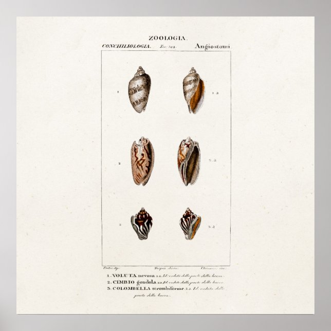 Vintage Sea Shells Personalised Shell Illustration Poster (Front)