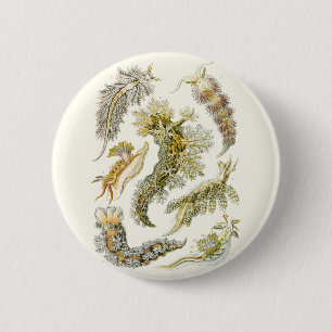 Vintage Sea Slugs and Snails by Ernst Haeckel 6 Cm Round Badge