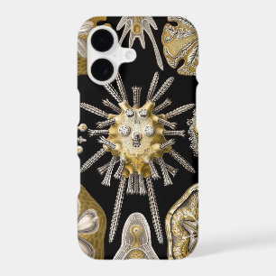 Vintage Sea Urchins Sand Dollars by Ernst Haeckel